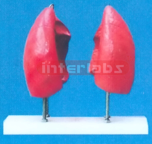 LUNG MODEL ON PLASTIC BASE (4 PCS)